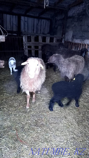 Sheep with lambs toktushki tokty Аулиеколь - photo 4
