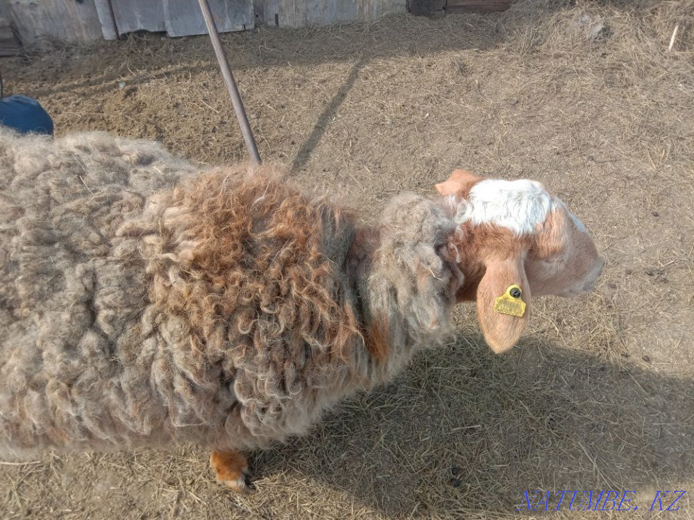 Продам барана ургашы/овце матка Павлодар - изображение 1