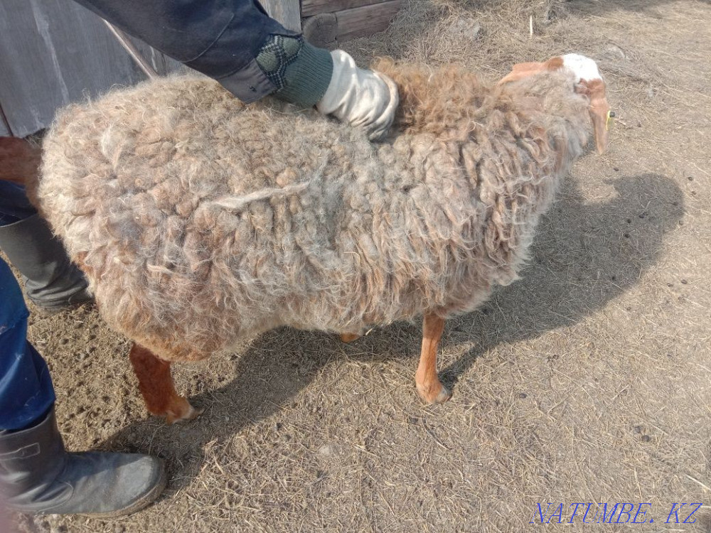 Продам барана ургашы/овце матка Павлодар - изображение 2