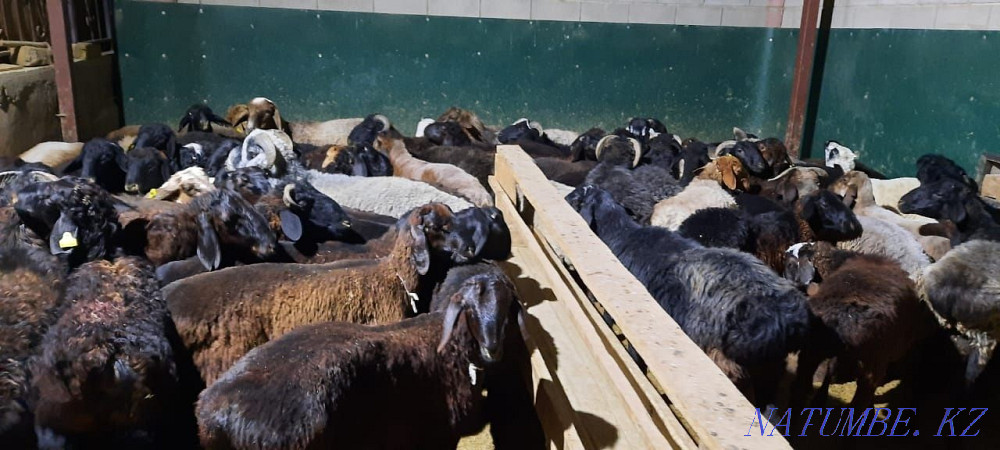 Май семиз кой токты тусак кошкар баран овцы Кызылорда - изображение 1