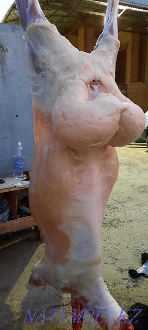 Май семиз кой токты тусак кошкар баран овцы Кызылорда - изображение 3