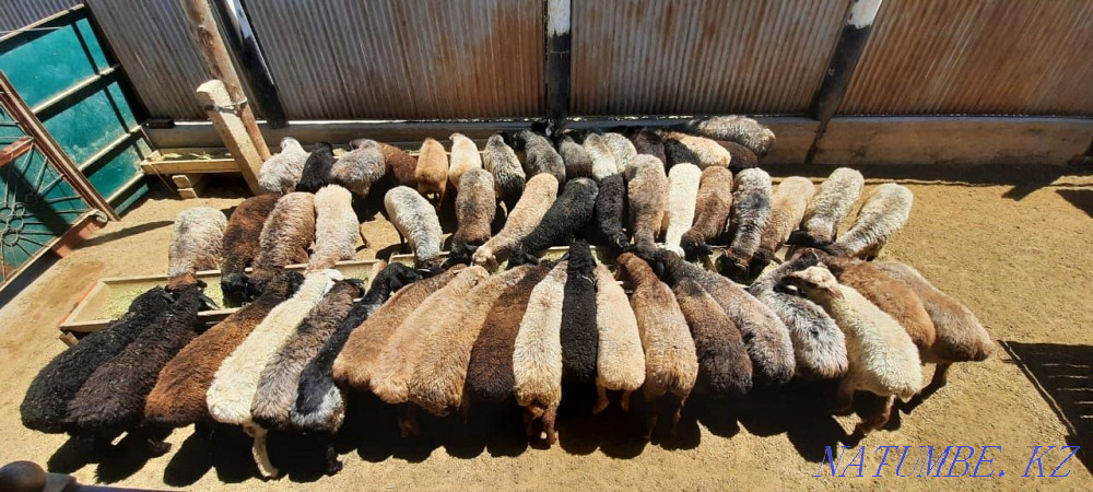 Май семиз кой токты тусак кошкар баран овцы Кызылорда - изображение 2