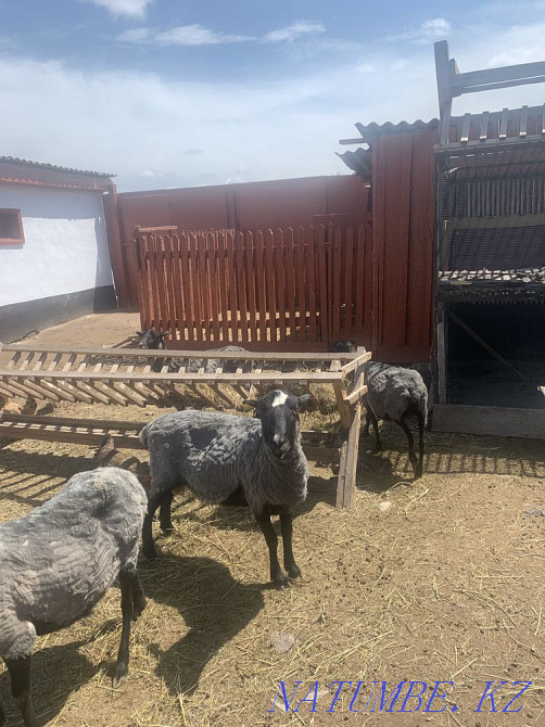 Романовские овцы.  - изображение 1