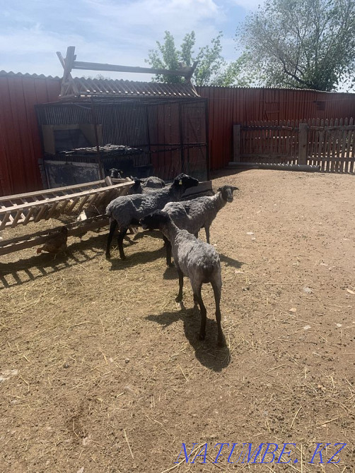 Романовские овцы.  - изображение 2