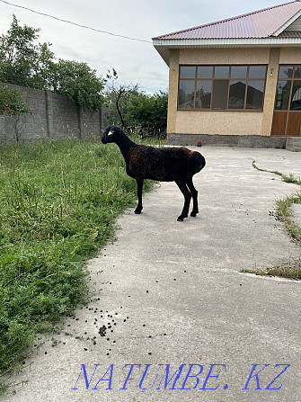 Koi Satylady sold ram sheep Shymkent - photo 4