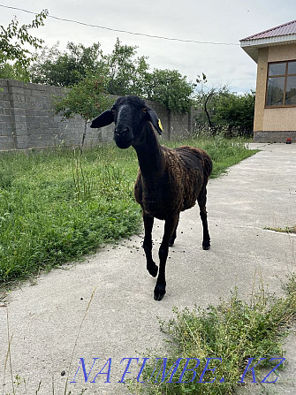 Koi Satylady sold ram sheep Shymkent - photo 3