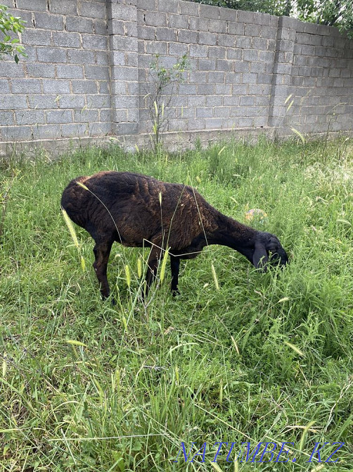 Koi Satylady sold ram sheep Shymkent - photo 2