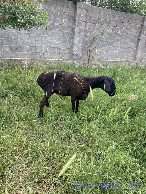 Koi Satylady sold ram sheep Shymkent - photo 1