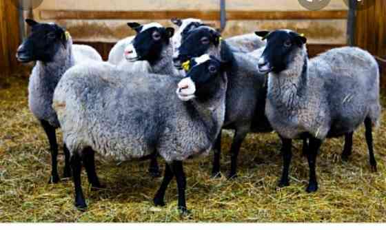 Продам романовскую овцу с ягнятами  Көкшетау