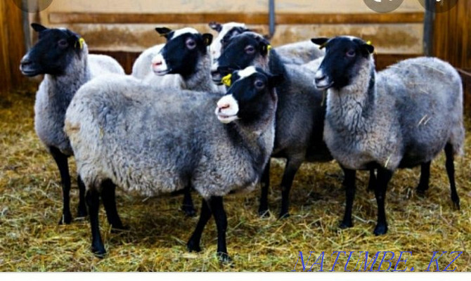 Продам романовскую овцу с ягнятами Кокшетау - изображение 1