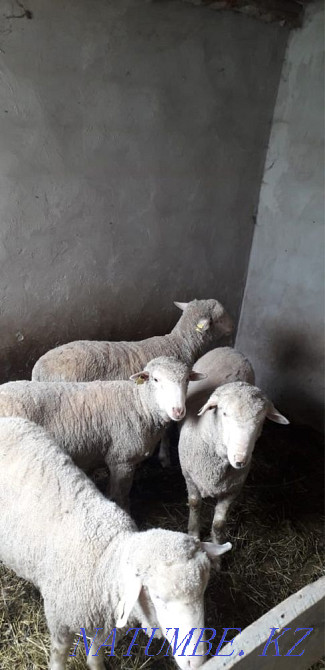 ?ой , овца Абай - изображение 1