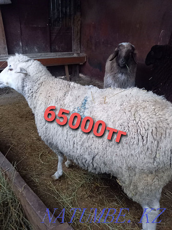 Sheep rams costrat merino  - photo 2