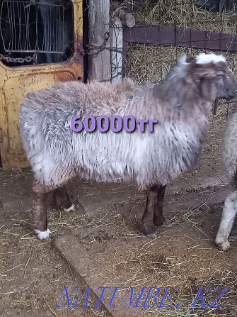 Sheep rams costrat merino  - photo 1