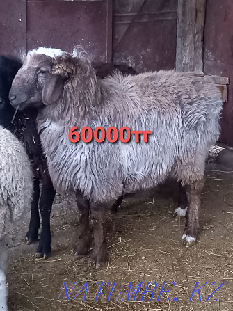 Sheep rams costrat merino  - photo 3