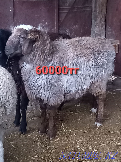 Sheep rams costrat merino  - photo 3