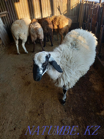 Овцы бараны токтушки  - изображение 2