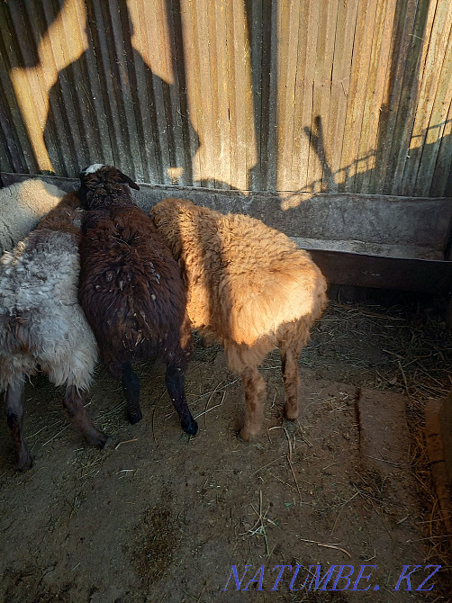 Sheep rams toktushki  - photo 4