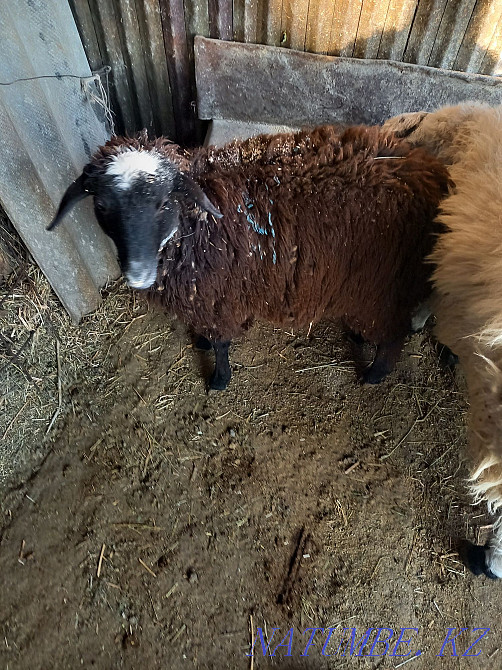 Sheep rams toktushki  - photo 1