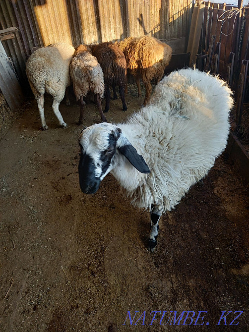Sheep rams toktushki  - photo 2