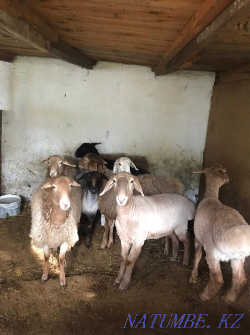 Sheep rams  - photo 2