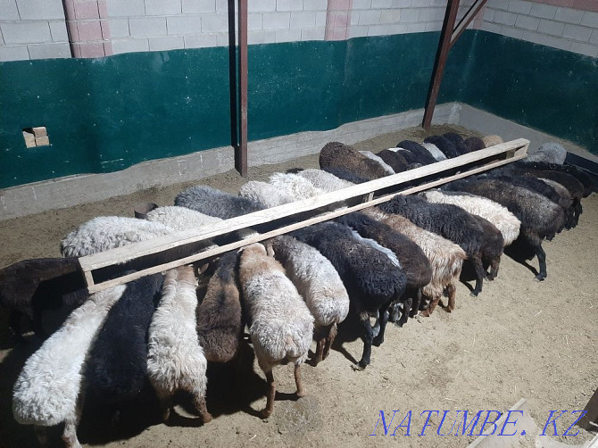 Koi tokty tusak koshkar ram sheep Kyzylorda - photo 1