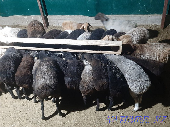 Koi tokty tusak koshkar ram sheep Kyzylorda - photo 3