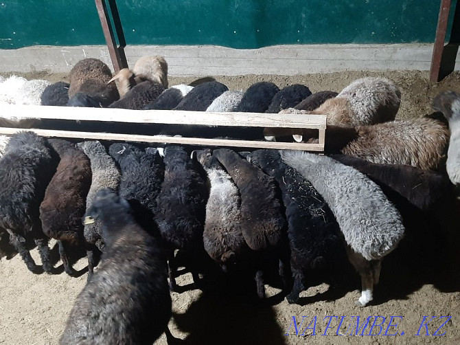 Koi tokty tusak koshkar ram sheep Kyzylorda - photo 4