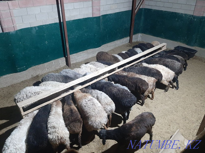 Koi tokty tusak koshkar ram sheep Kyzylorda - photo 2
