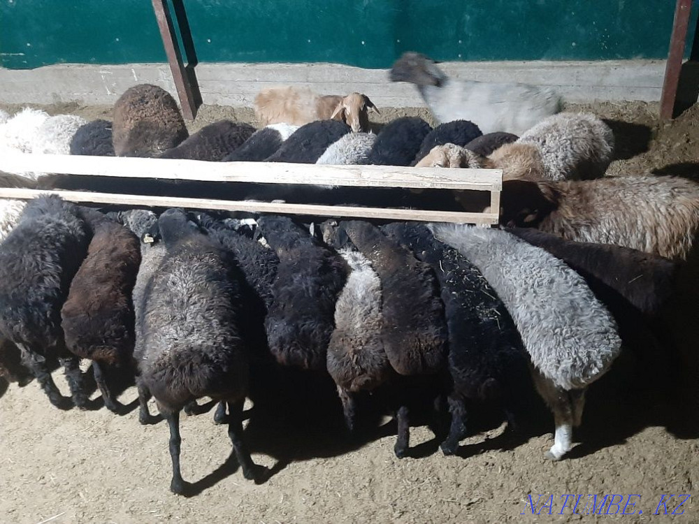 Koi tokty tusak koshkar ram sheep Kyzylorda - photo 3