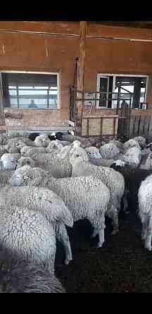 Кой,Бараны овцы токтушки молодняк продаётся в городе г Алматы. Almaty
