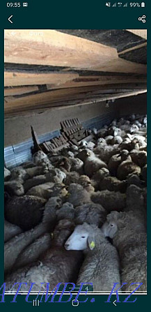 Кой,Бараны овцы токтушки молодняк продаётся в городе г Алматы. Алматы - изображение 3