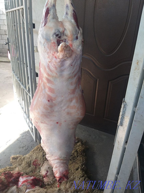 Кой,Бараны овцы токтушки молодняк продаётся в городе г Алматы. Алматы - изображение 2