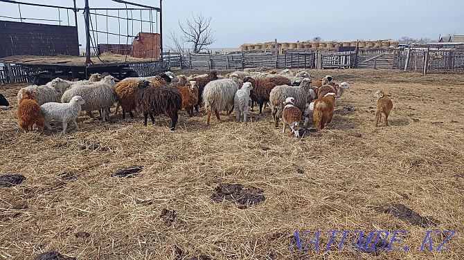 Sheep rams oh koi ram lambs Kostanay - photo 1