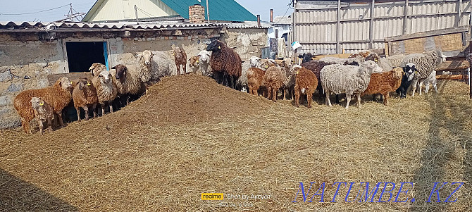 Sheep sheep sheep oh koy Kostanay - photo 1