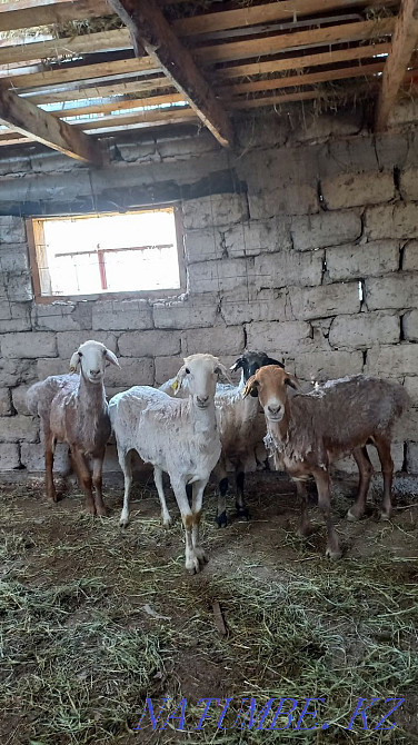 ?OY satamyz (Sheep, sheep, tokty, koy), 2 zhas  - photo 1