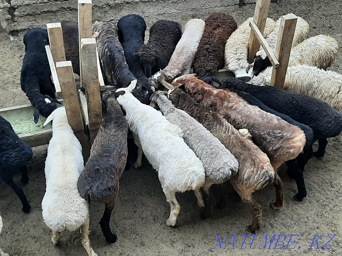 Koi tokty tusak koshkar ram sheep Kyzylorda - photo 2