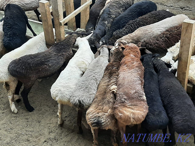 Koi tokty tusak koshkar ram sheep Kyzylorda - photo 3