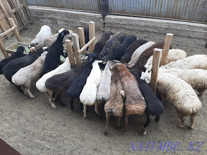 Koi tokty tusak koshkar ram sheep Kyzylorda - photo 1