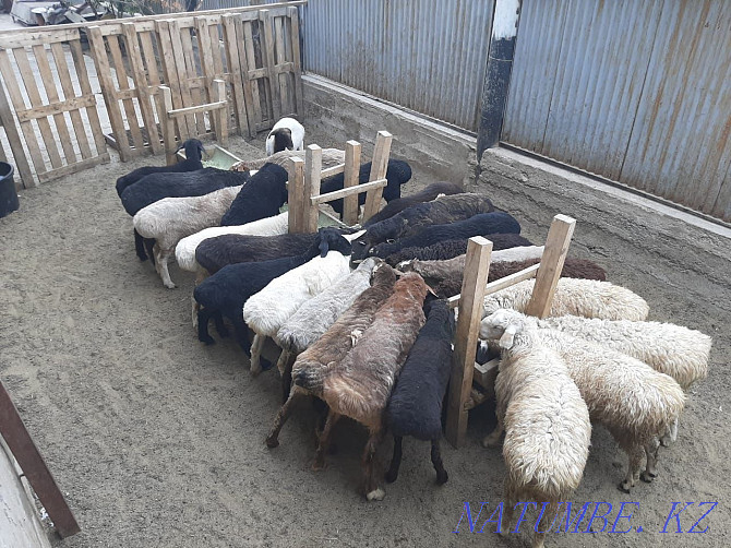 Koi tokty tusak koshkar ram sheep Kyzylorda - photo 4