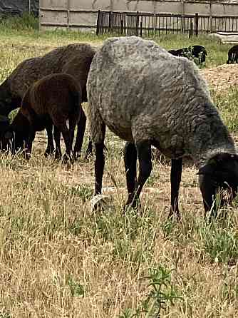 Овцы романовской породы Шымкент