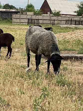 Овцы романовской породы Shymkent