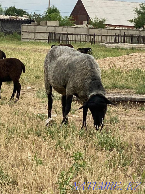Sheep of the Romanov breed Shymkent - photo 1