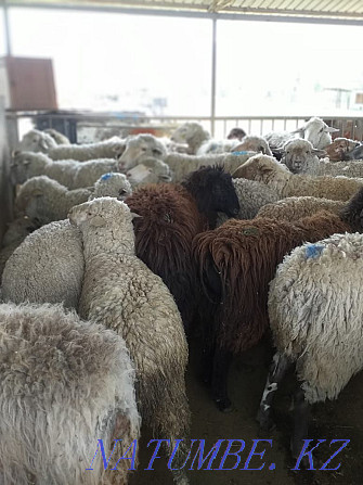 That?you, ?oh, sec. Sheep, rams Qaskeleng - photo 1