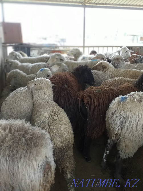 ?oilar, then?tylar / sheep, rams Ушконыр - photo 1