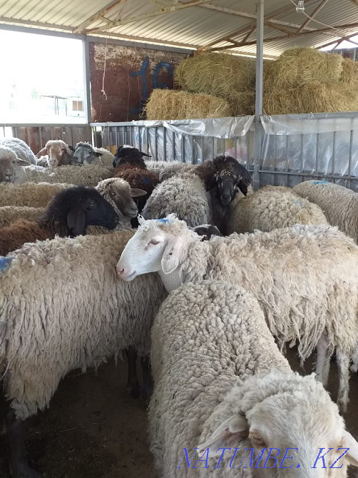 ?oilar, then?tylar / sheep, rams Ушконыр - photo 2