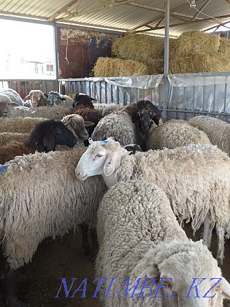 ?oilar, then?tylar. Sheep, rams. Кыргауылды - photo 1