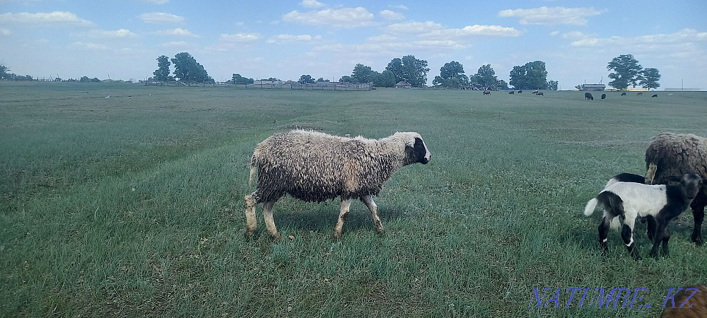 Dorper rams sheep  - photo 2