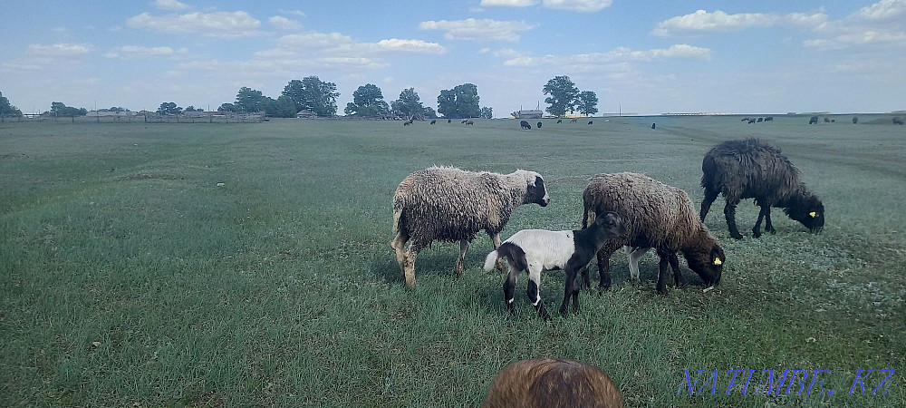 Dorper rams sheep  - photo 3