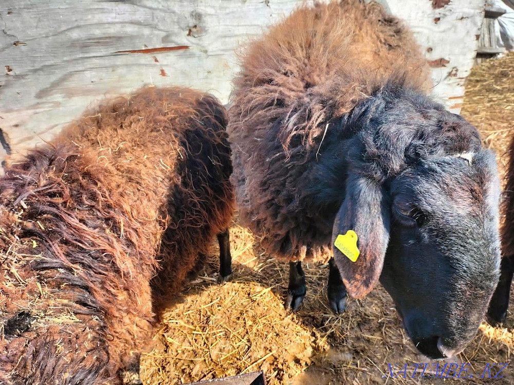 Қойлар, қошқарлар. Көтерме және бөлшек сауда Валиханово - изображение 1