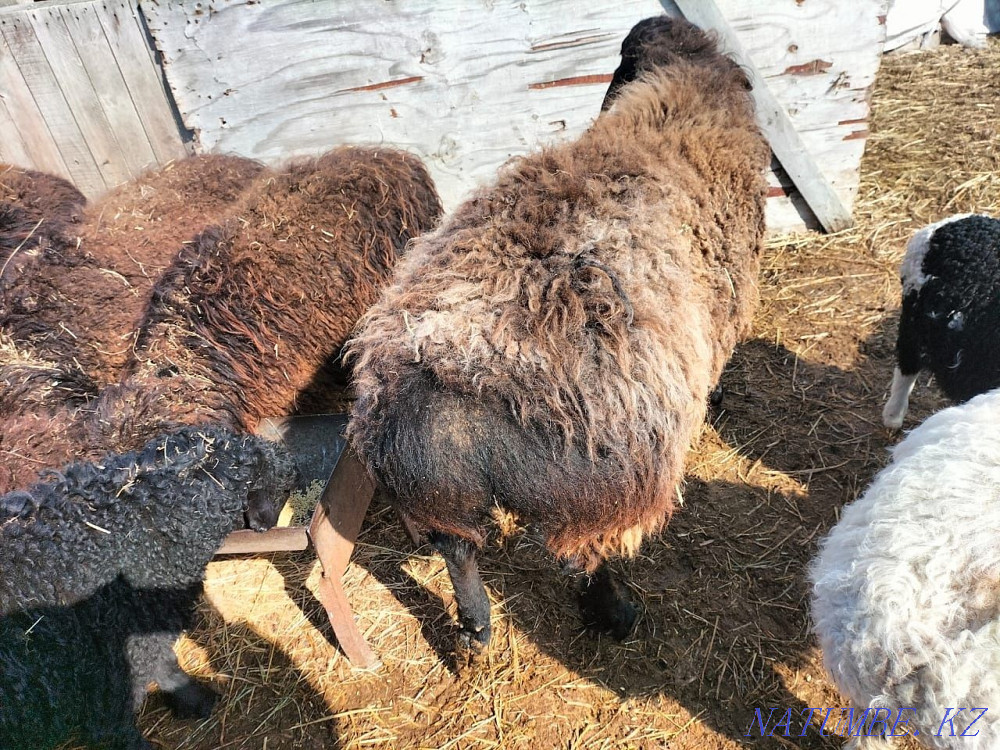 Қойлар, қошқарлар. Көтерме және бөлшек сауда Валиханово - изображение 3